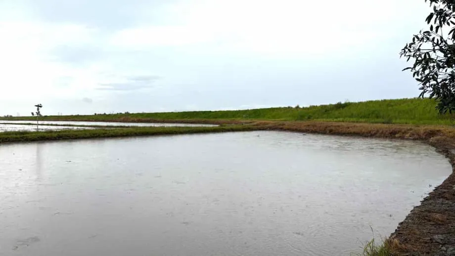 மலேசிய நெல் விவசாயிகளுக்கு மேம்பட்ட வானிலை முன்னறிவிப்பை வழங்கும் தோஷிபா: ஸ்மார்ட், காலநிலை மாற்றத்தைத் தாங்கும் வேளாண்மையை நோக்கிய முன்னேற்றம்