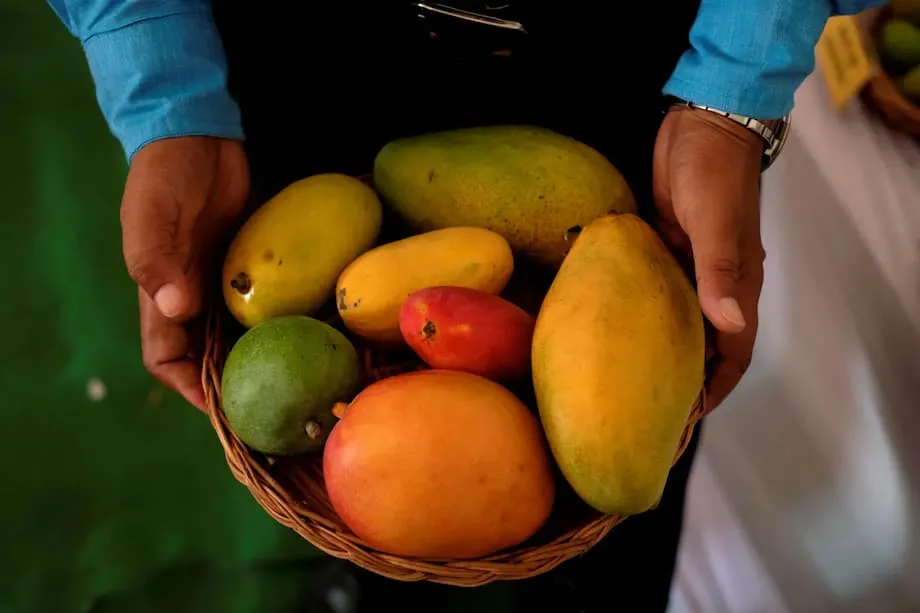 இந்திய மாம்பழங்களும் நீரிழிவும்: பழைய நம்பிக்கைகளைச் சவாலுக்கு உட்படுத்தும் புதிய மருத்துவ ஆய்வுகள்