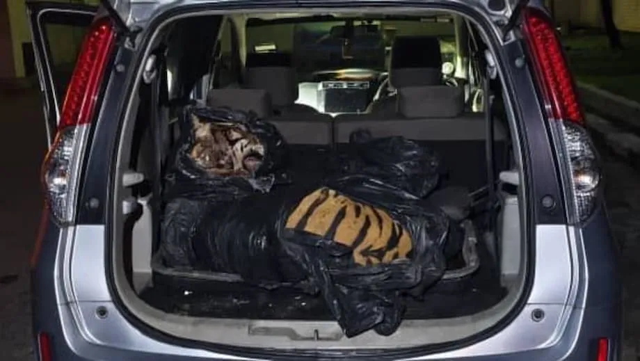 ஜொகூரில் புலி கொல்லப்பட்டதைத் தொடர்ந்து கைது, நாடு தழுவிய கொந்தளிப்பு; கடத்தலைத் தடுக்கும் புதிய முயற்சி