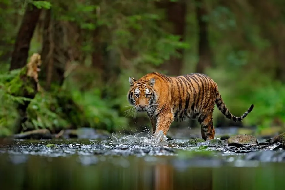 வேட்டையாடுதல் மற்றும் கறுப்புச் சந்தைகளால் வட கொரிய வனவிலங்குகள் அழிவை எதிர்கொள்கின்றன