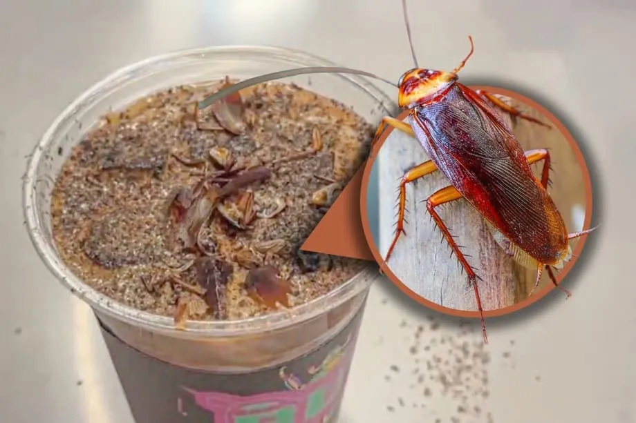 பெய்ஜிங்கில் கரப்பான் பூச்சி காபி: வைரலான பூச்சி அருங்காட்சியகப் பானத்தின் பின்னணி