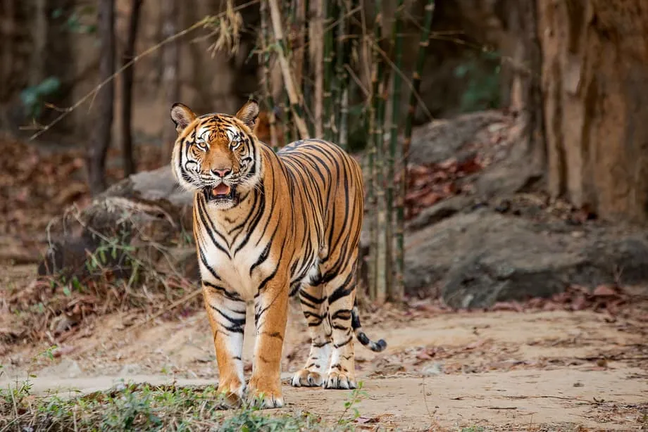 தாய்லாந்தின் கடைசி இந்தோசீனப் புலிகளுக்கு இரை பற்றாக்குறை, மரபணு அபாயங்களை வெளிப்படுத்தும் GPS காலர்கள்