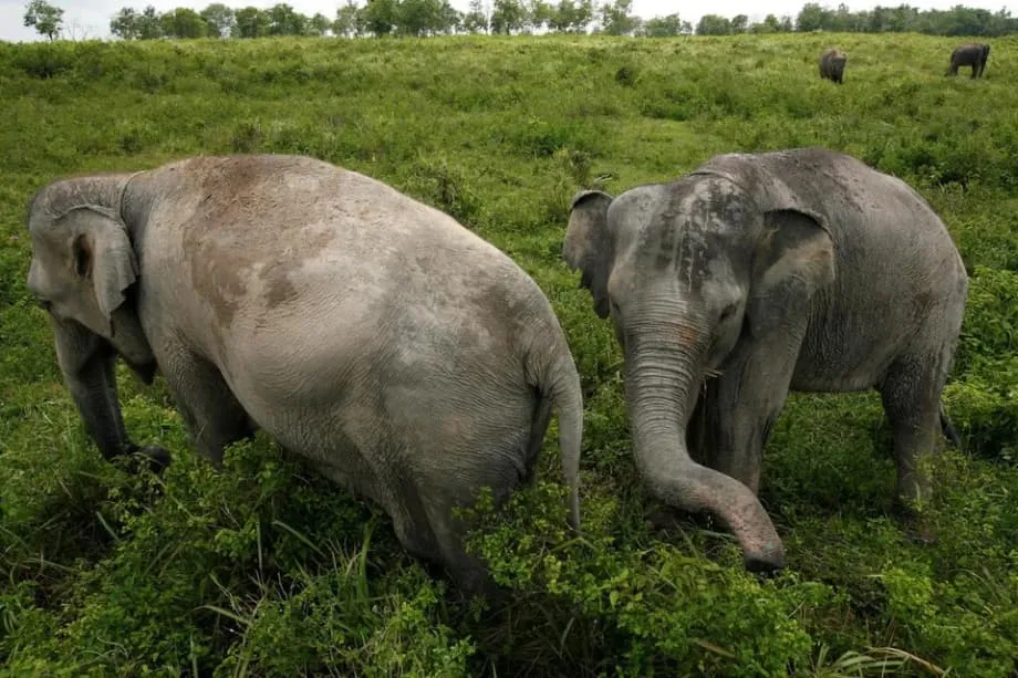 அதிரடிப் படைத் தாக்குதலுக்குப் பிறகு சுமத்ரா பூங்காவில் ரோந்துப் பணிகளைத் தீவிரப்படுத்தும் இந்தோனேசியா